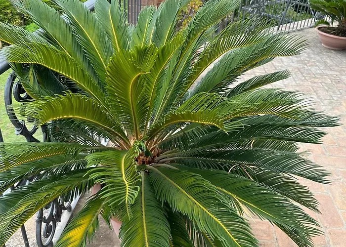 Santatrada23 Villa San Giovanni